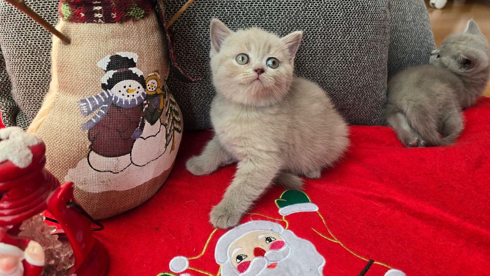 Британски късокосмести котета