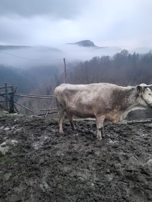 Vând vacă de 6 ani