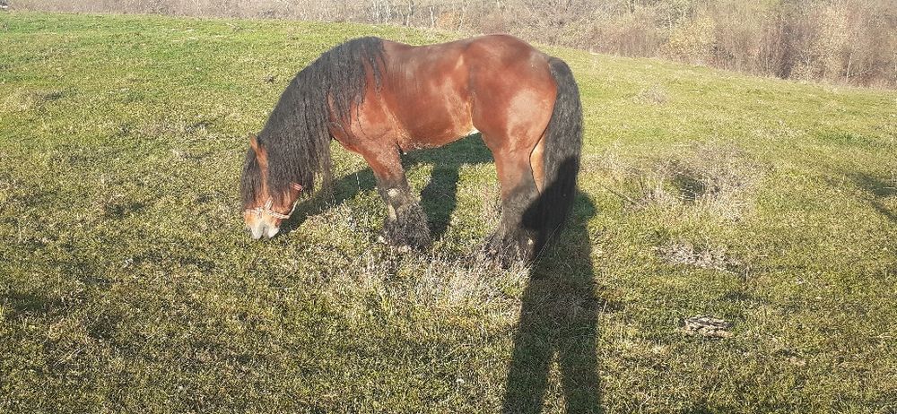 Vând armăsar foarte Cuminte