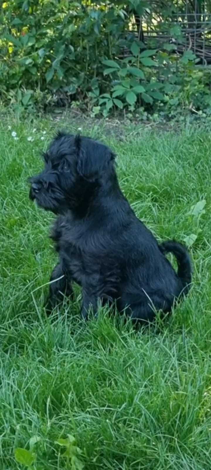 Schnauzer pitic negru