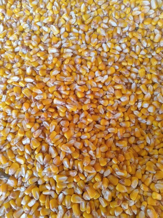 Porumb boabe producție 2025