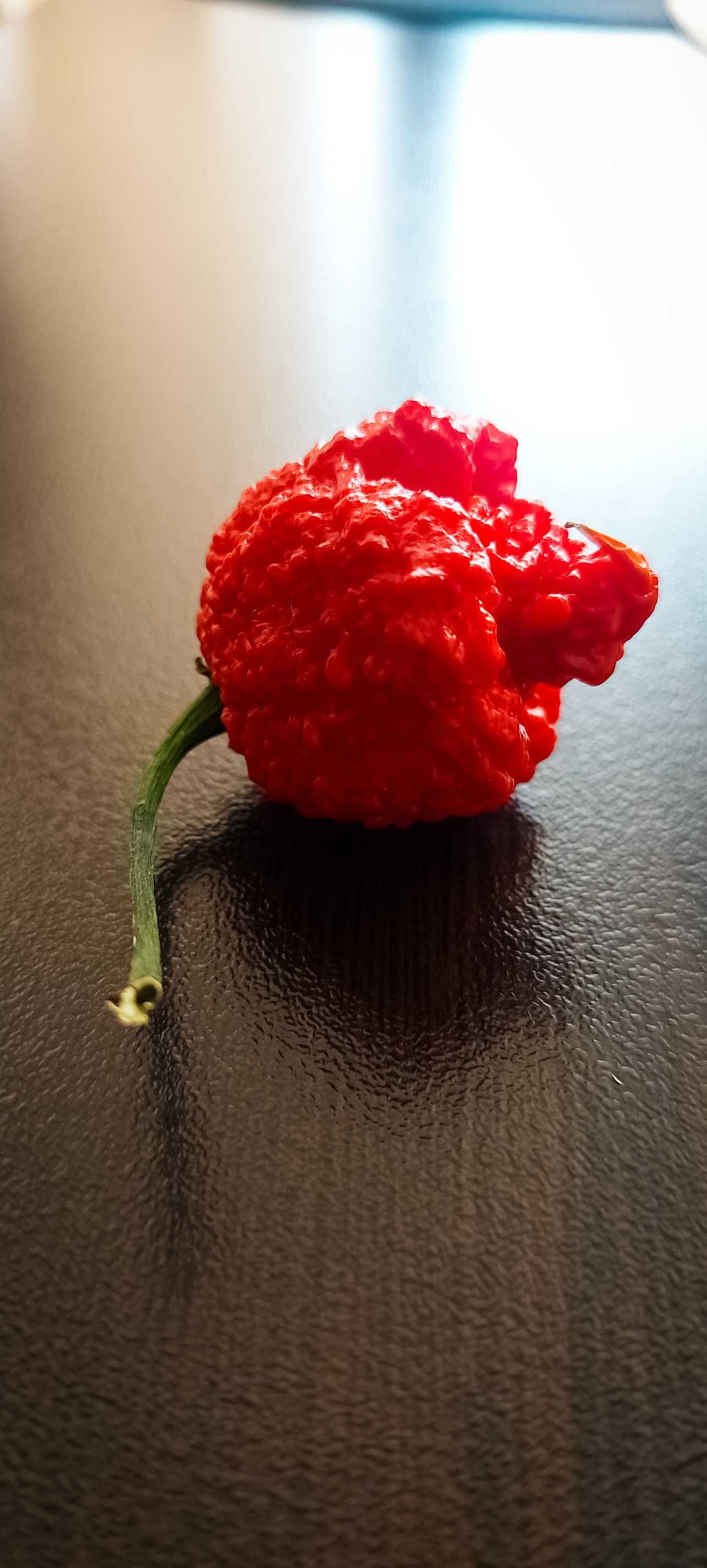 Най-лютата чушка в света – Carolina Reaper
