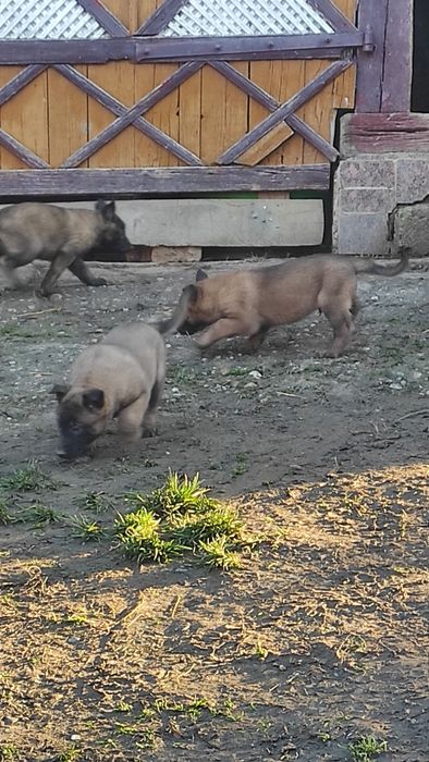Donez pui Ciobanesc belgian malinois