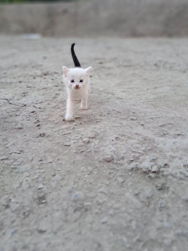 котенок 3 хорошие мыыылие