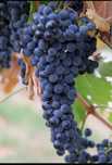 Vand struguri merlot