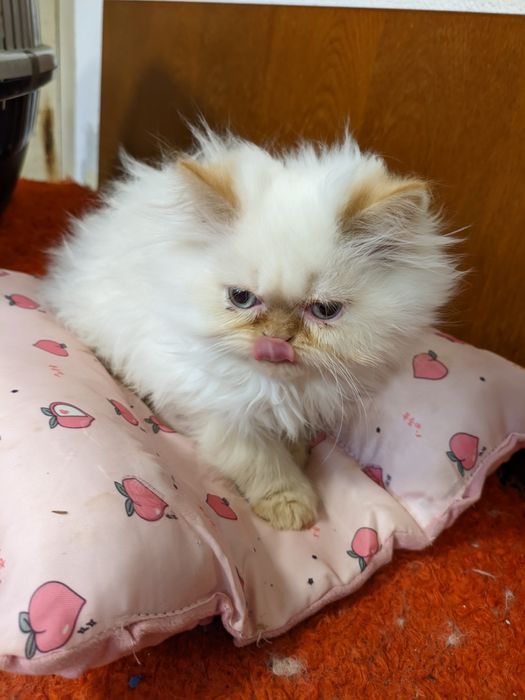 Продавам чистокръвни персийски котенца