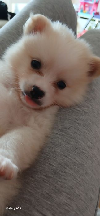 Мини шпиц померан