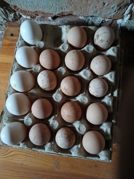 Band oua de bibilica pt incubat