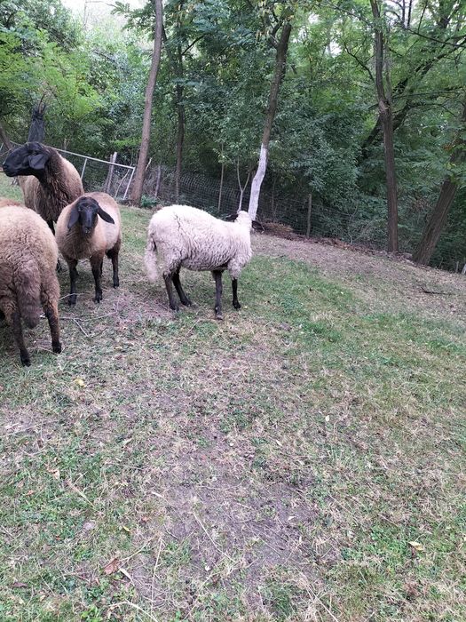Oaie metis Carabaș prima fătare 2 ani in August!