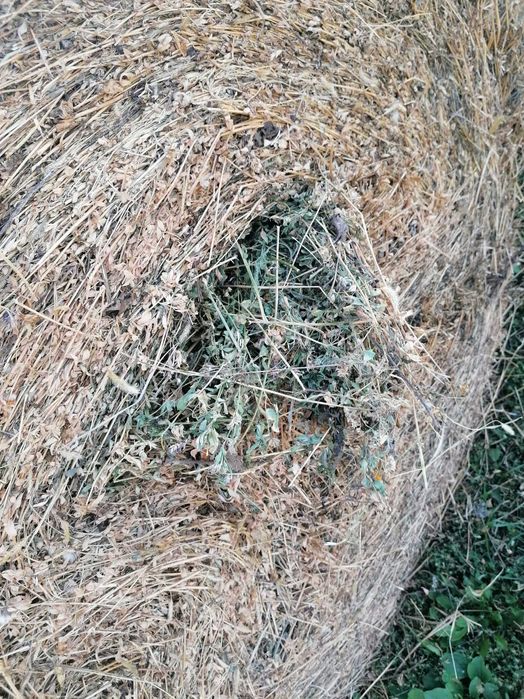 Baloti de lucernă și fan