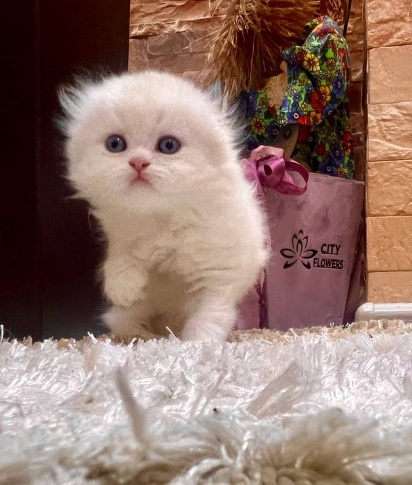 Шотландский скотиш фолд