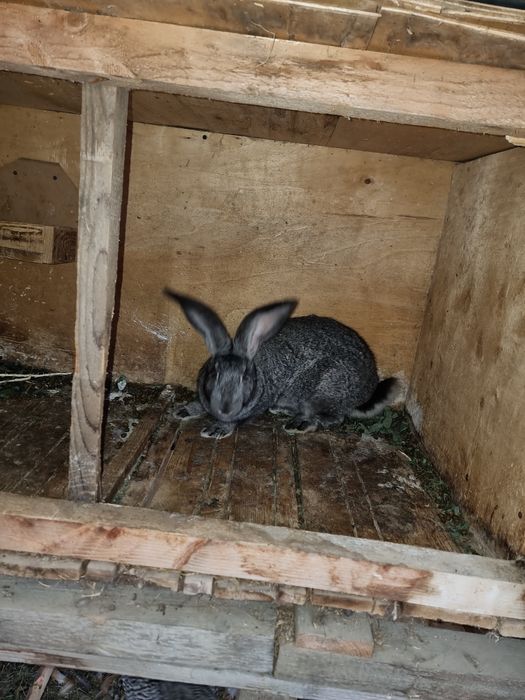 Urias german gri fier femela