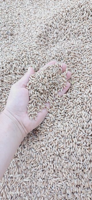 Triticale și grâu