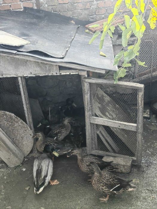 Продавам Юрдеци мъжки и женски !