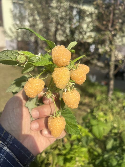 Drajoni de zmeur,zmeura yelow two timer sugana