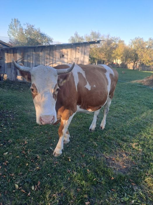 Vând vacă bălțată