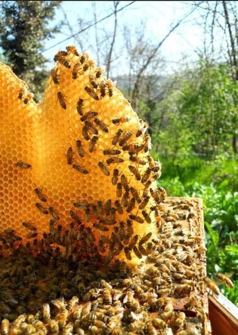 Продавам натурален мед.Собствено производство. (Букет,Акация)