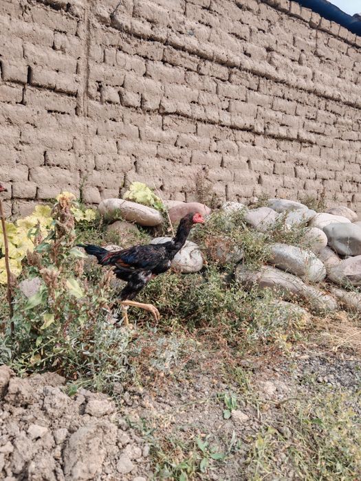 Dakan jojalar sotiladi Apireldi oxirida chiqqan soglom