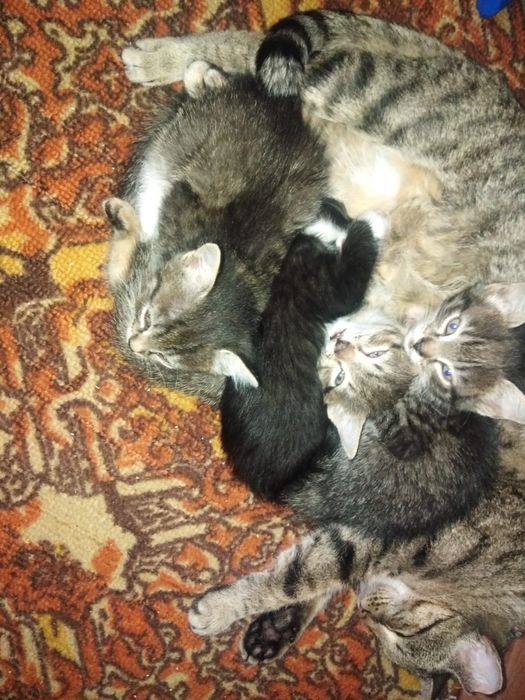 Отдам котят от крысоловки