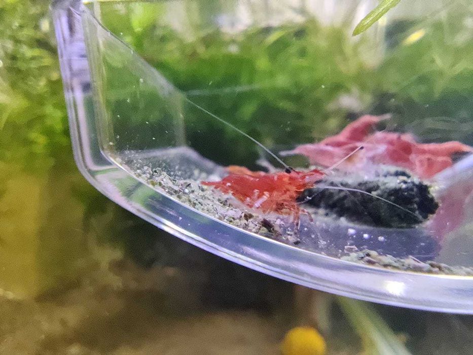 Creveti neocaridina red/yellow/blue