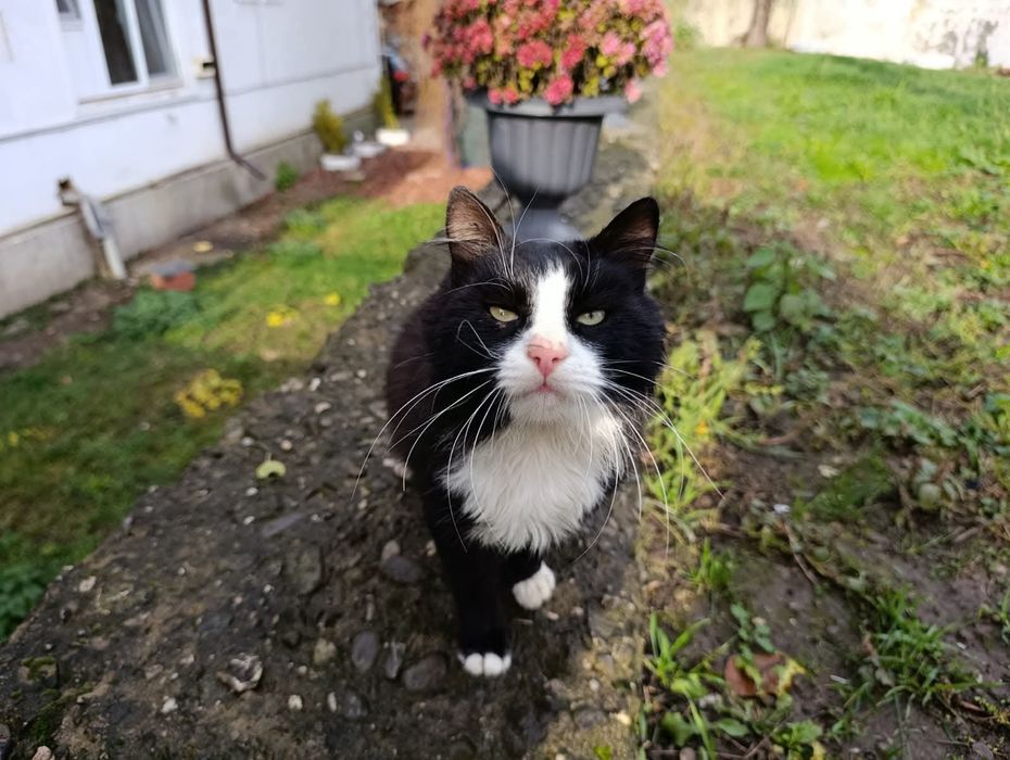 Donez norvegian de padure