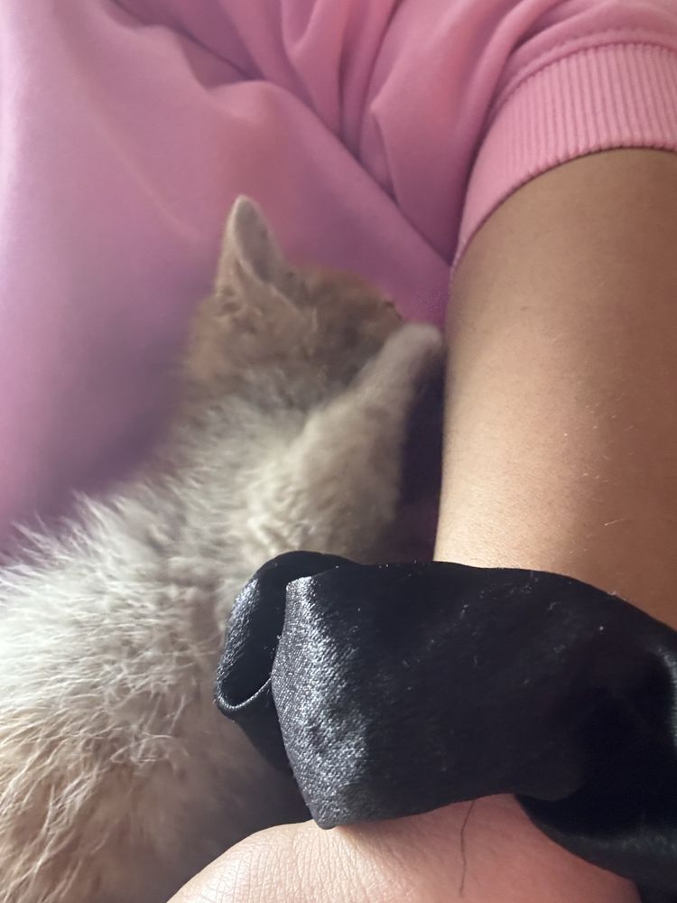Подарявам коте на един месец