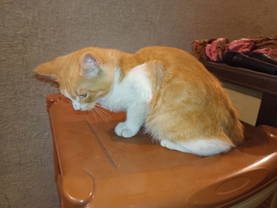Коте на няколко месеца