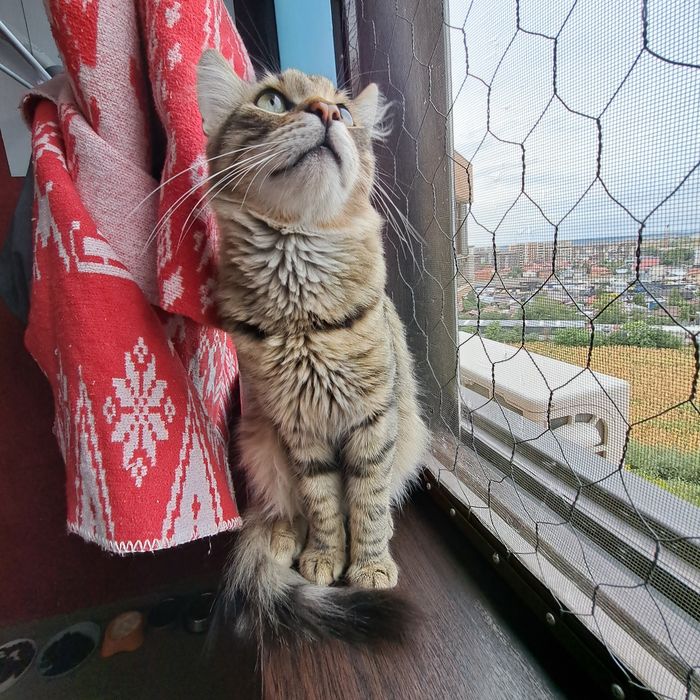 Adoptie motan castrat