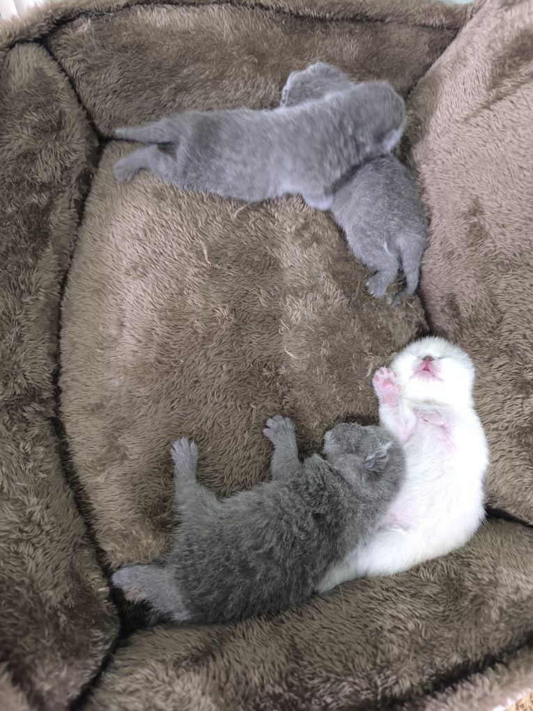 Шотландский чистокровные котята
