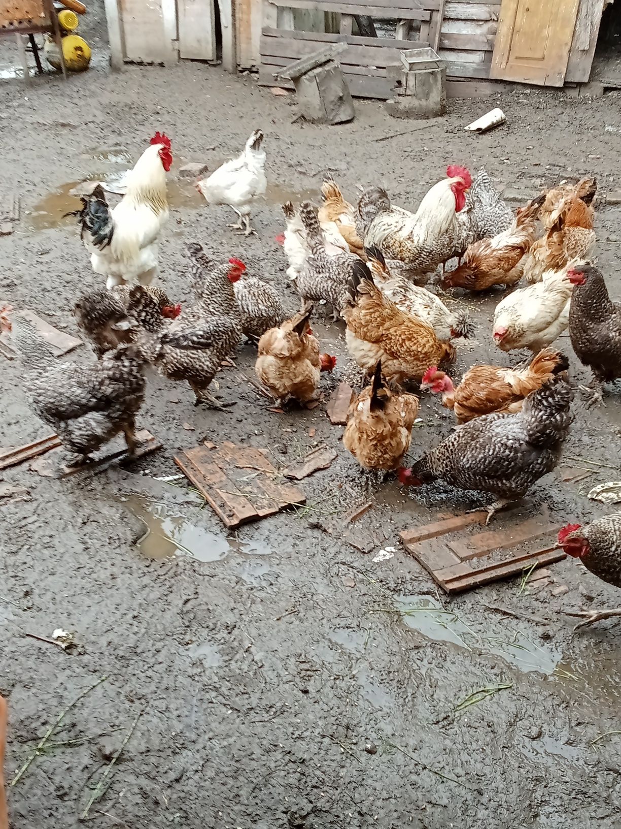 Vând puicuțe/cocoși/rațe/boboci gâscă
