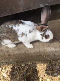Продается кролики и крольчата