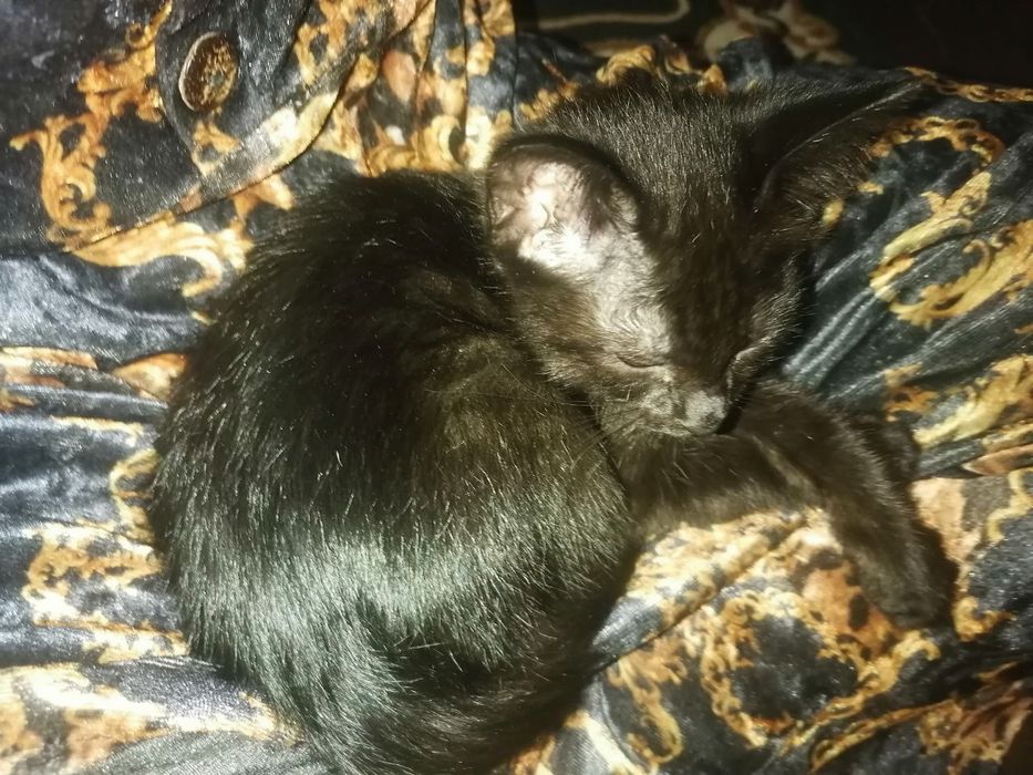 Мушук хадя клинади