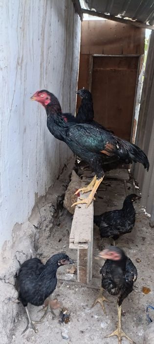 Жужалар сотилади