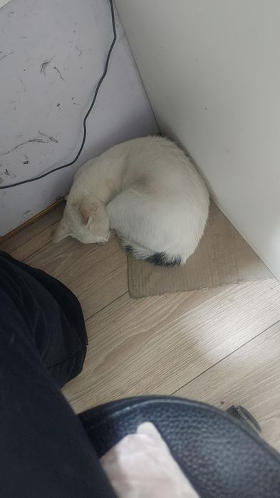 Кошка, мысык, кошка