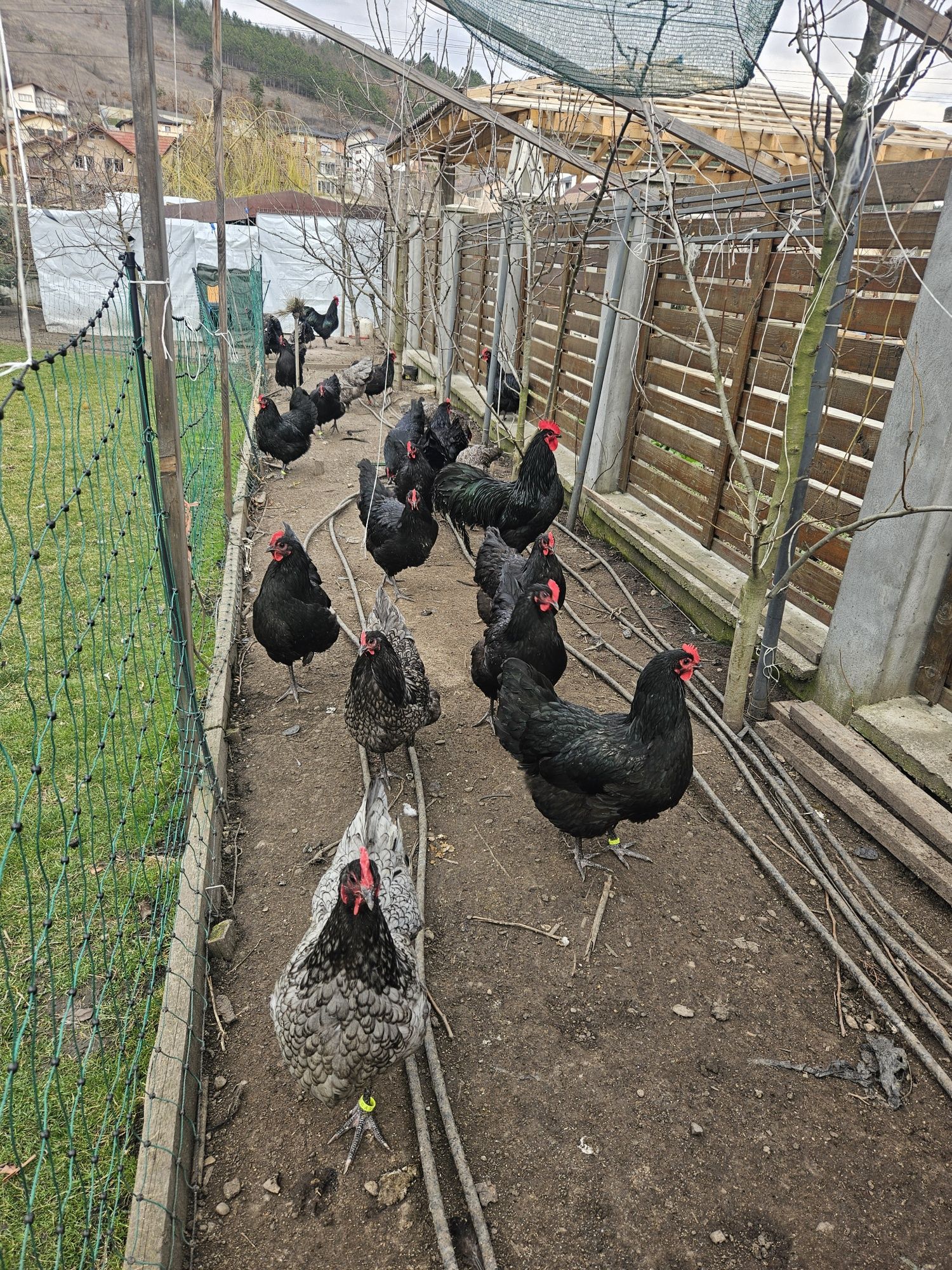 Australorp gaini cocosi Cluj Apahida