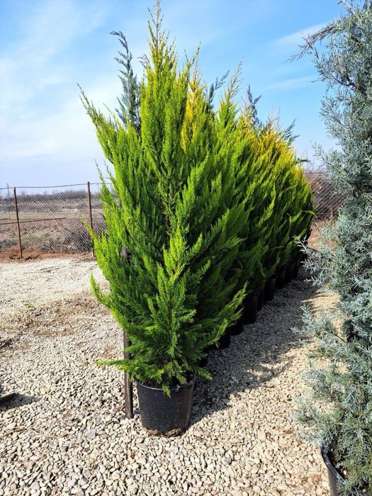 Leylandii gard viu chiparos vesnic verde oriunde in tara
