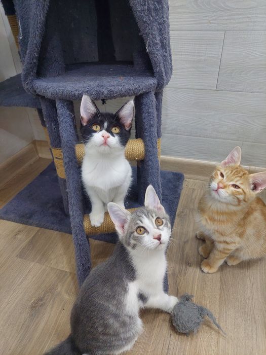Котенок девочка Ташкент
