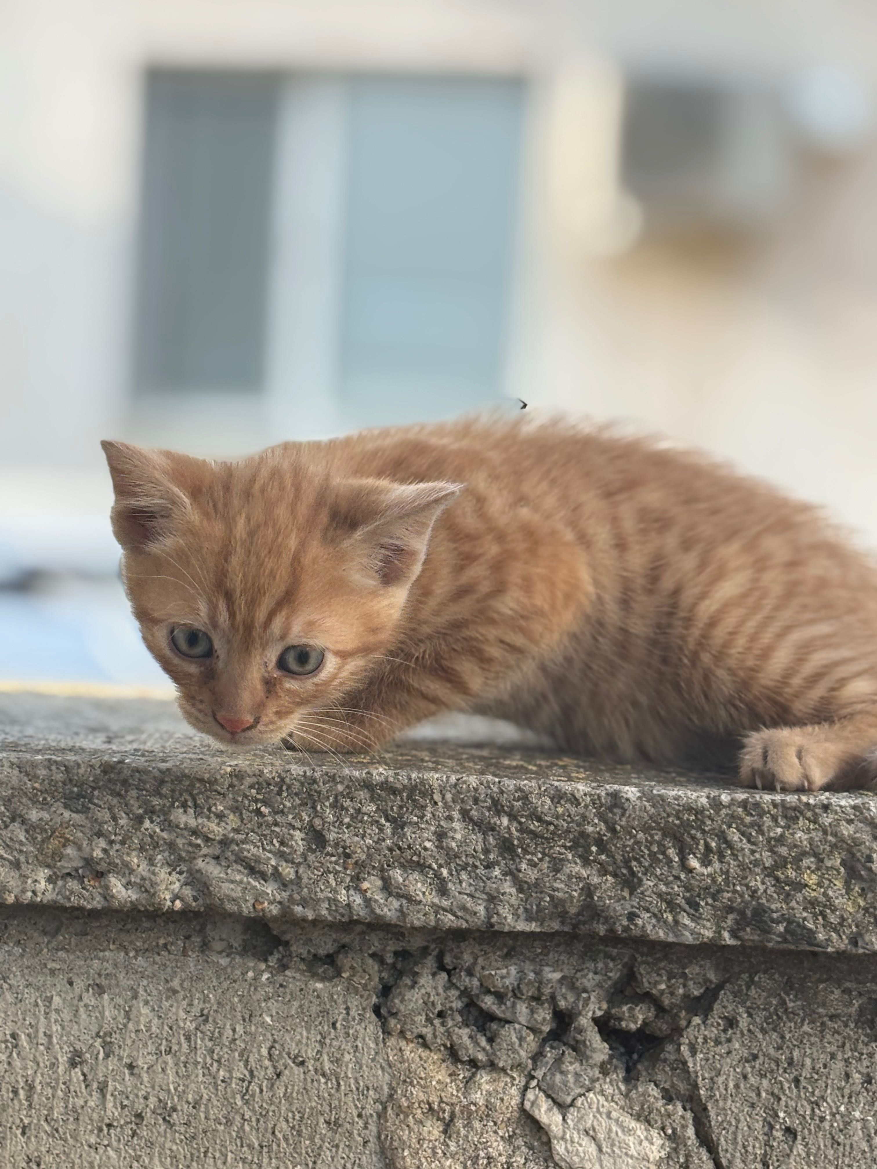 Котенца родени на 24.04 . Две мъжки и едно женско (черното)