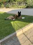 Mascul Akita American