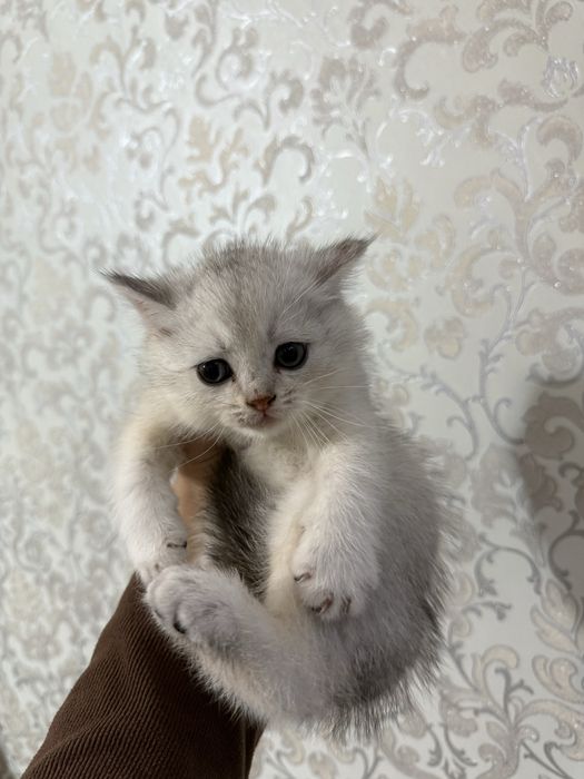 Котята Британская шиншилла
