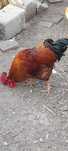 Cocos   țară.. bine crescut