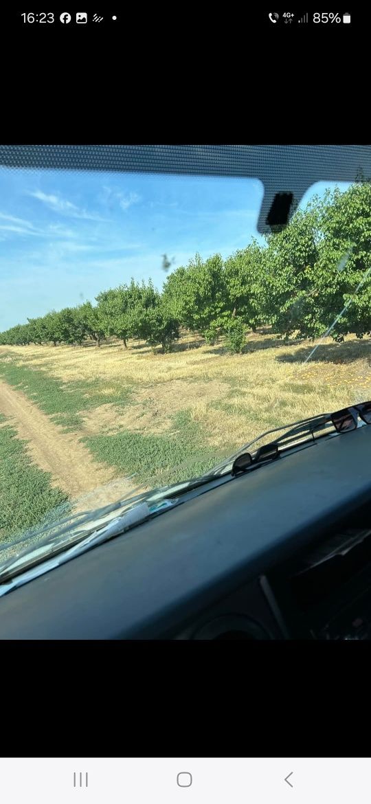 Vând caise ,producție proprie ,pentru țuică, pălincă (nu sunt pentru c