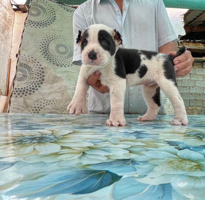 Щенок Алабая ( туркменский ) чистокровный )