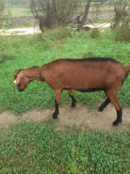 Capre alpine de vânzare