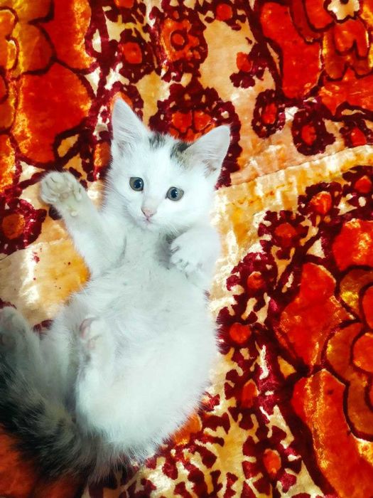 Mushuklar hadya qilinadi