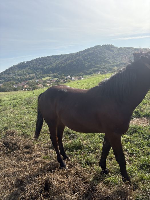 Vand manz semigreu 1 an jumate