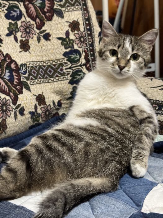 Отдам кошечку