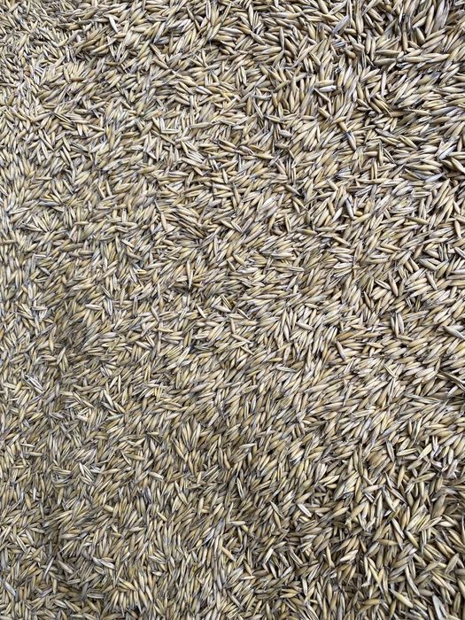 Ovaz de vanzare calitate buna