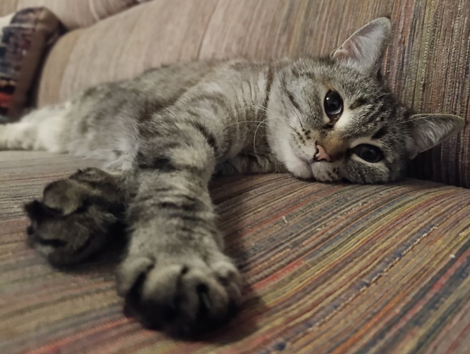 Дарю ласковую Кошечку