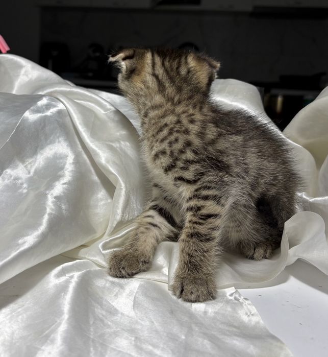 Baietel scottish fold